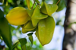 合同,水果,酸酸的