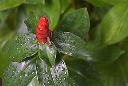 花,紅,紅玫瑰