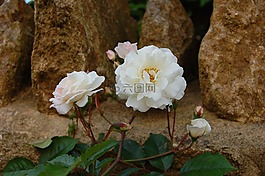 玫瑰,白玫瑰,繁榮