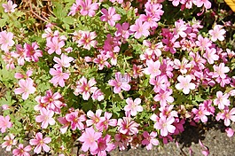 cranesbill,天竺葵,花