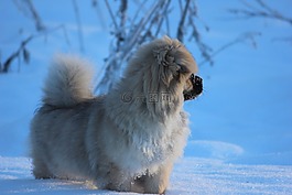 西藏獵犬,小狗,冬天
