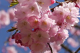 櫻花,性質(zhì),樹
