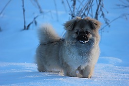 西藏獵犬,小狗,冬天