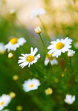 開花,光明,甘菊