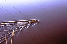 春天,河,andatrum
