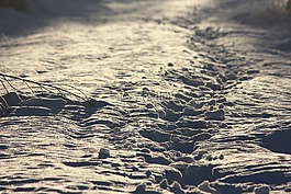 路径,冬天,雪