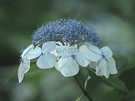 繡球花,鮮花,在初夏