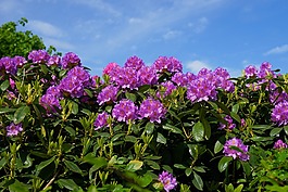 鲜花,杜鹃,布什