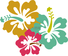 花,槿,粉紅色