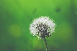 鮮花,自然,花