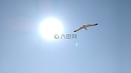 海鷗,溶膠,天空