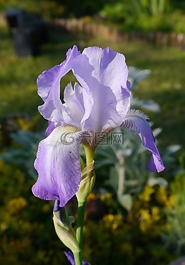 虹膜,花園,宏