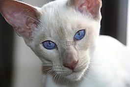 猫,暹罗猫,蓝色的眼睛