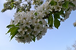櫻花盛開,白,春天