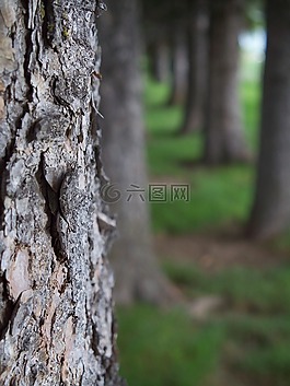 樹皮,樹,有機(jī)