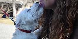 westie,狗,吻