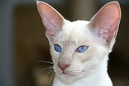 小貓,暹羅貓,眼睛