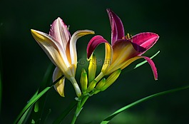 黃花菜,花,花園