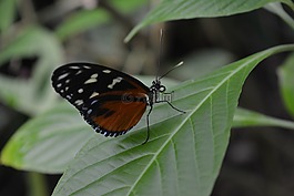 蝴蝶,昆蟲,動物