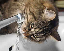 猫,挪威森林猫,喝