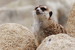 獴,動物,動物園