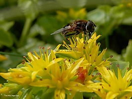 花飛,flowerfly,飛