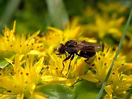 花飛,flowerfly,飛