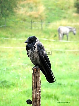 烏鴉,鳥,飛
