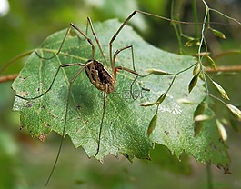 opiliones,油然而生,harvestmen