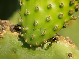 仙人掌,廠,薄