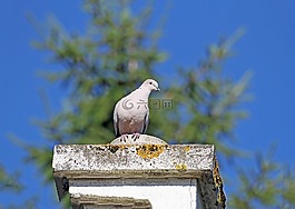 性質(zhì),鳥(niǎo),天空