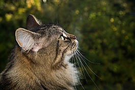 猫,挪威森林猫,国内的猫