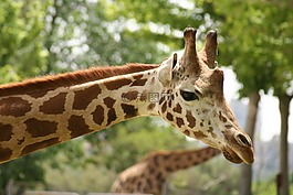 長頸鹿,頭,動物園