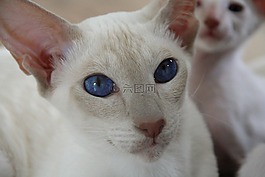 猫,眼睛,蓝色