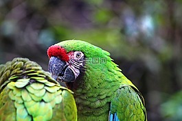 papagáj,arra,渡渡鳥