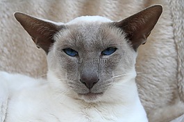 暹罗猫,猫,蓝色的眼睛