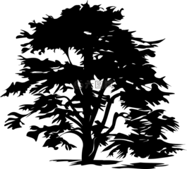 樹,巨大,側(cè)影
