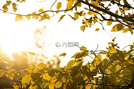 自然,樹,分支機(jī)構(gòu)