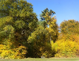früherbst,边的树林,户外