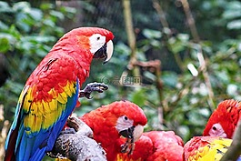 papagáj,arra,渡渡鳥