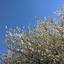 春天,鮮花,天空