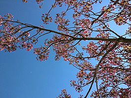 春天,鮮花,天空