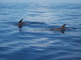 海豚,海,海洋動(dòng)物