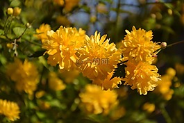 花,性質(zhì),廠
