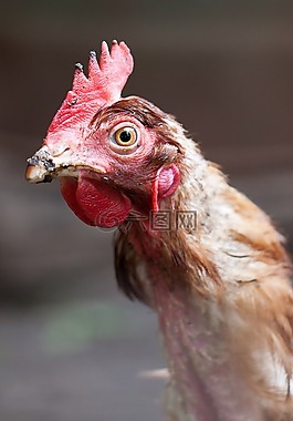 農業(yè),動物,鳥嘴