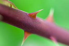 危險,詳細(xì),植物區(qū)系