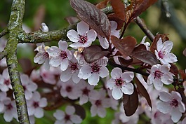 樹(shù),花,性質(zhì)