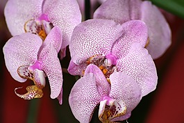 蘭花,花,粉紅色