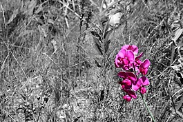 野生花卉,黑色和白色,花的