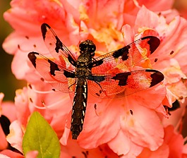 布朗蜻蜓,plathemis lydico,昆蟲